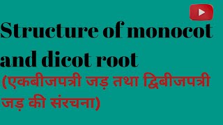 Structure of monocot and dicot root bsc third semester botany in Hindi [upl. by Hinch872]