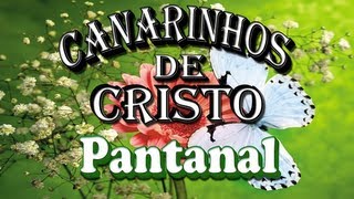 Canarinhos de Cristo  Pantanal [upl. by Sehguh]