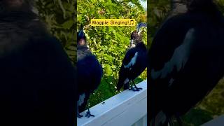 Australian Magpie Singing 🎵 Call  Sound  National Anthem [upl. by Ardua]