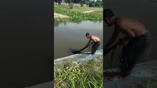 Amazing village System catching fish by handnetnaturefishbestvillagefishtraditionalfishingmethods [upl. by Ixela836]