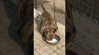 Brindle girl cow boy daughter American bully [upl. by Suivatnad]