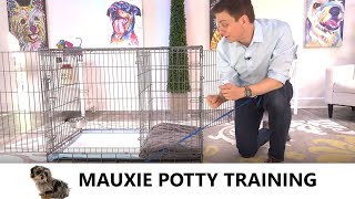 Mauxie Potty Training from WorldFamous Dog Trainer Zak George  How to Potty Train a Moxie Puppy [upl. by Rats870]