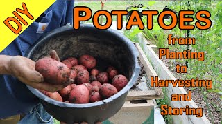 Better Potato Yield from Planting to Harvesting and Storing [upl. by Ecinwahs]