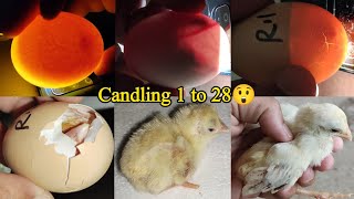 Chicken Egg Candling Day 121  Chicken Embryo Development  Egg Hatching [upl. by Elocen452]