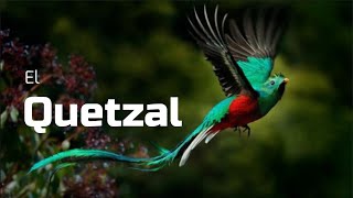 🟢TODO SOBRE EL QUETZAL [upl. by Dolf]