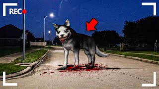 STALKED BY SMILE DOG Full Movie [upl. by Ellehcor243]