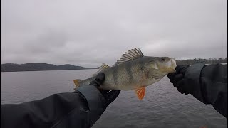 Höstigt Borre Fiske Åsunden Ulricehamn [upl. by Couchman]