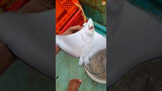 Long headed eagle ray  കാക്ക തിരണ്ടി kadalmakrii shortsyoutube youtubeshorts seafishinguk [upl. by Manaker]