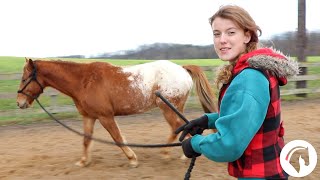 How to Lunge a Horse Without a Round Pen For Beginners [upl. by Stockton486]