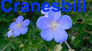 5 Things About Cranesbill Plant Geranium 2022 [upl. by Christen]