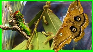 Polyphemus Silk Moth Life Cycle Part 1  Giant Silk Moth [upl. by Gavra631]