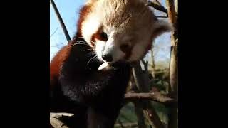 Red pandas have breakfast at Chester Zoo 🐼 [upl. by Corrine]