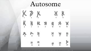 Autosome [upl. by Wachtel]