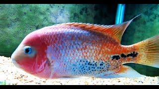 Redhead Cichlid Vieja Melanurus [upl. by Conny]