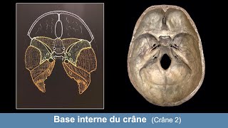 Anatomie de la base interne du crâne Ostéologie du crâne 2 [upl. by Petey]