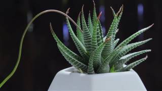 Haworthia attenuata quotZebra Plantquot [upl. by Ahk]