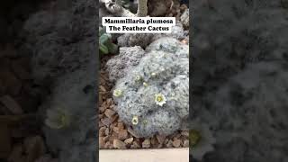 The Feather Cactus  Mammillaria plumosa flowers succulents cactus cactuslover fypシ゚viral [upl. by Aihcsrop432]