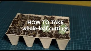 How to propagate houseplants using wholeleaf cuttings  Grow at Home  Royal Horticultural Society [upl. by Iblehs105]