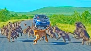 Leopard has allout Brawl With 50 Baboons  Different Angle [upl. by Shermy543]