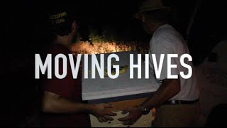 Moving Hives [upl. by Lynnworth]