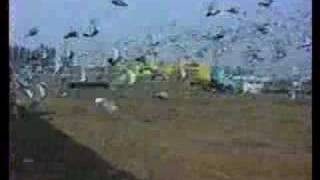 Pigeon racing clips [upl. by Ern527]