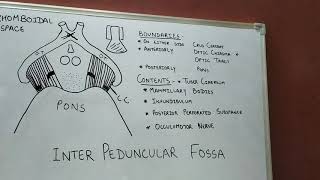 Interpeduncular FossaNeuroanatomy Part 16 [upl. by Ahter436]