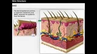 Skin Anatomy  Dermis amp Epidermis  Wound Care [upl. by Leumas]