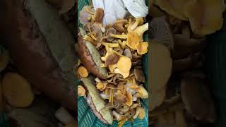 Cueillette champignon chanterelle [upl. by Esinart]