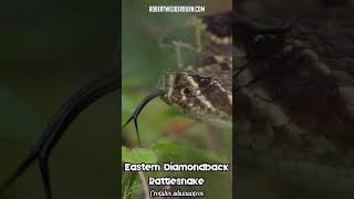 😲🐍 Eastern Diamondback Rattlesnake flicking its tongue 🐍😲 [upl. by Nylak]