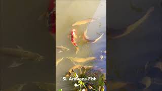 Sri Lankan Arowana Farm arowana sl asianarowana [upl. by Rhodia]