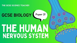 GCSE Biology The Nervous System AQA OCR Edexcel [upl. by Rodina724]