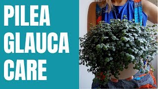 Pilea Glauca  Pilea Glauca care indoors [upl. by Sirred]