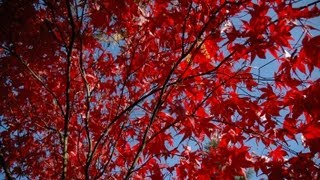 Acer palmatum Bloodgood Purpleleaved Japanese Maple [upl. by Ahsetra]