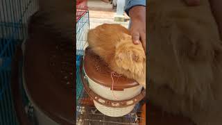 Persian cat red eyes viral pet highlights animals cat persian persiancat [upl. by Fondea]