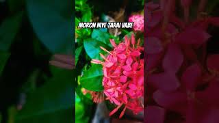 Pathorer prithibite kancher ridoy shakilajafar banglamoviesong banglapopularsong nature foryou [upl. by Wattenberg]