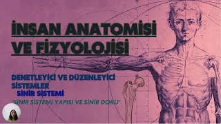 SİNİR SİSTEMİSİNİR SİSTEMİ YAPISISİNİR DOKU [upl. by Onibas]