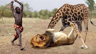 Mother Giraffe Kicks Lion Head and Kills it To Save Her Baby – Lion vs Bear Elephant Wild Dogs [upl. by Maag423]