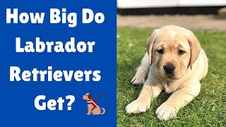 How Big Do Labrador Dogs Get  Labrador Retriever Size [upl. by Eioj435]