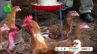 What You Must Know Before Going into Poultry Business With Dr Isa Luigare [upl. by Eciralc14]