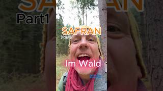 Safran aus dem Wald Part1 Safranschirmling pilze wald natur pilzesammeln [upl. by Ojillib329]