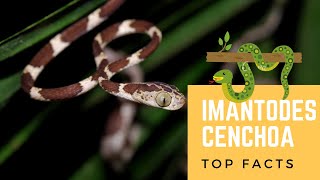 Imantodes Cenchoa facts 🐍 Blunthead Tree Snake 🐍 native to Mexico 🇲🇽 Central America South America [upl. by Ahcsap]