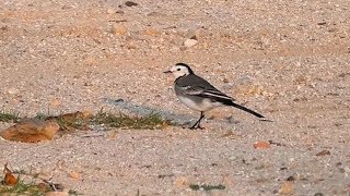 The White wagtail [upl. by Arline]