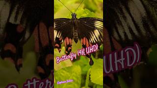 Butterfly 4K UHD  The Most Beautiful Insect [upl. by Tati908]