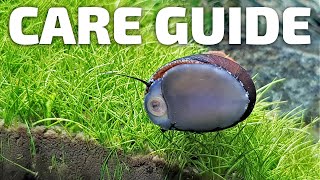 Care Guide for Nerite Snails  Aquarium CoOp aquariumcoop [upl. by Gilberta779]