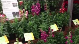 Penstemon Hibrido de Jardin de Guaqueta Trading [upl. by Atinuaj]