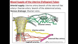 ERD 6Anatomy of uterine tubeovary female external gentalia [upl. by Palua929]