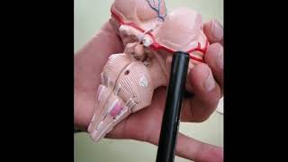 Brainstem model anatomy  brain model anatomy [upl. by Ahsratan898]