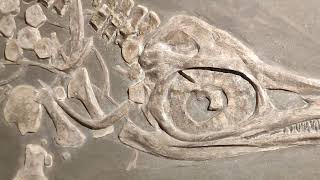 Ichthyosaurus Marine Reptile Dinosaur from Germany Holzmaden [upl. by Braunstein]