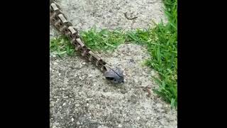 Another short of Destro the Caterpillar Bitis gabonica gaboon viper [upl. by Odlaumor]