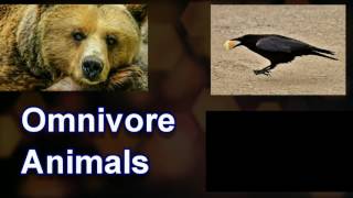 Animal knowledge – Herbivore Carnivore Insectivore Omnivore [upl. by Airetnohs]